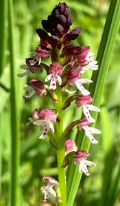 Vstavač osmahlý (Orchis Ustulata L.)