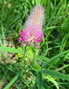 Jetel červenavý (Trifolium rubens)