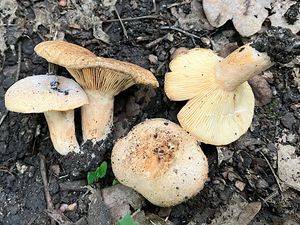 Ryzec Maireův - Lactarius mairei Malençon