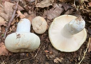 Holubinka směsná - Russula mixta Socha spec.nov.