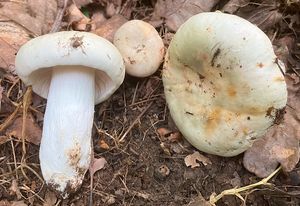 Holubinka směsná - Russula mixta Socha spec.nov.