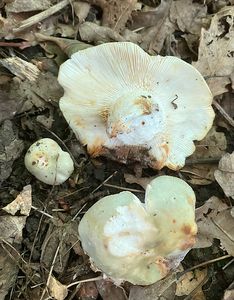 Holubinka směsná - Russula mixta Socha spec.nov.