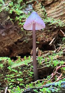 Helmovka hnědopurpurová - Mycena purpureofusca (Peck) Sacc. 1887