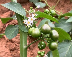 Lilek černý (Solanum nigrum L.)