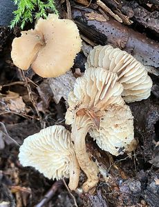 Houžovec vějířovitý - Lentinellus flabelliformis (Bolton) S. Ito