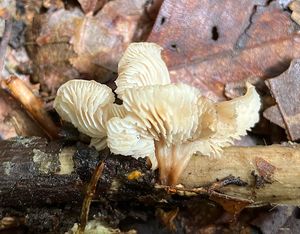 Houžovec vějířovitý - Lentinellus flabelliformis (Bolton) S. Ito