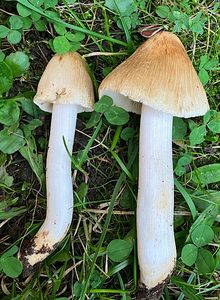 Vláknice Cookeova - Inocybe cookei Bres.