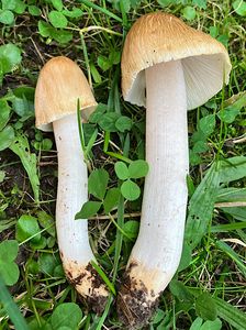 Vláknice Cookeova - Inocybe cookei Bres.