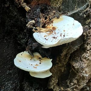 Strmělka dřevní - Ossicaulis lignatilis (Pers.) Redhead&Ginns