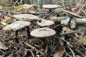 Bedla Badhamova - Leucoagaricus badhamii (Berk ,Broom) Singer