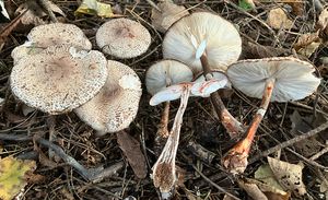 Bedla Badhamova - Leucoagaricus badhamii (Berk ,Broom) Singer