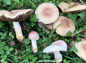 Pečárka červenavá - Agaricus porphyrizon P.D.Orton