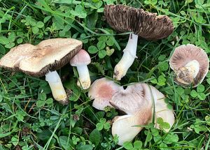 Pečárka červenavá - Agaricus porphyrizon P.D.Orton