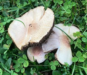 Pečárka červenavá - Agaricus porphyrizon P.D.Orton