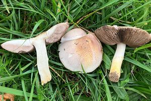 Pečárka červenavá - Agaricus porphyrizon P.D.Orton