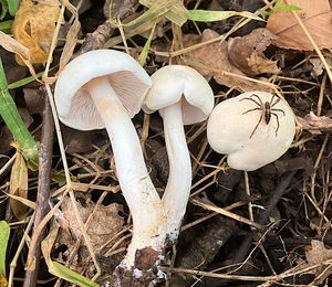 Čirůvka smrdutá - Tricholoma lascivum (Fr.)Gillet