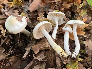 Šťavnatka drvopleňová - Hygrophorus cossus (Sowerby) Fr.