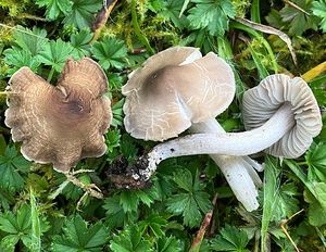 Čirůvečka klínolupená - Dermoloma cuneifolium (Fr.) Singer ex Bon