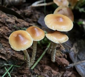 Čepičatka zvoncovitá - Galerina sideroides (Bull.) Kühner