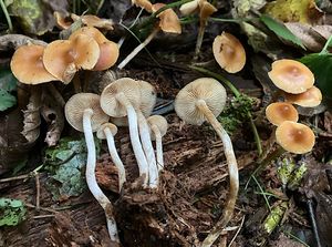 Čepičatka zvoncovitá - Galerina sideroides (Bull.) Kühner