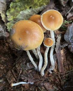 Čepičatka zvoncovitá - Galerina sideroides (Bull.) Kühner