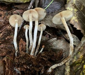 Čepičatka zvoncovitá - Galerina sideroides (Bull.) Kühner