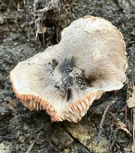 Čirůvka růžovolupenná - Tricholoma orirubens Quel.