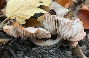 Čirůvka růžovolupenná - Tricholoma orirubens Quel.