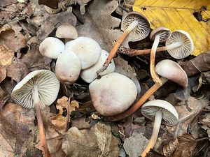 Špička Wynneova - Marasmius wynnei Berk.& Broom