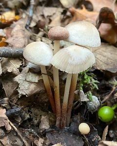 Špička Wynneova - Marasmius wynnei Berk.& Broom