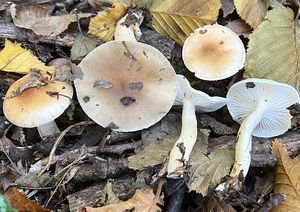 Šťavnatka žíhaná - Hygrophorus arbustivus Fr.