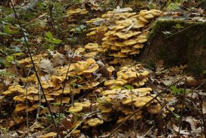 Václavka obecná - Armillaria mellea (Vahl ex Fr.) Kummer 1871