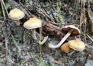 Pavučinec ostrý - Cortinarius comptulus M. M. Moser