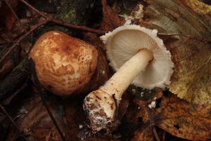 Bedla pavučincová - Lepiota cortinarius J. E. Lange