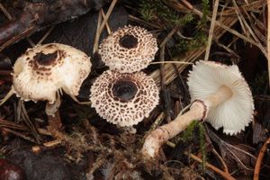 Bedla černošupinná - Lepiota felina (Pers.) P. Karst.