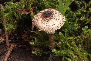 Bedla černošupinná - Lepiota felina (Pers.) P. Karst.