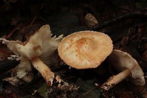 Bedla pavučincová - Lepiota cortinarius J. E. Lange