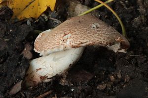 Bedla pavučincová - Lepiota cortinarius J. E. Lange