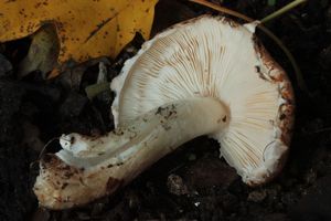 Bedla pavučincová - Lepiota cortinarius J. E. Lange