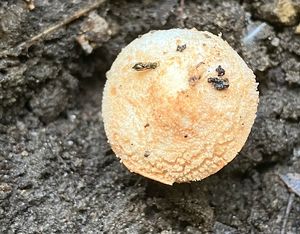 Bedla žlutolupenná - Lepiota xanthophylla P.D. Orton