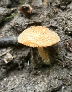 Bedla žlutolupenná - Lepiota xanthophylla P.D. Orton