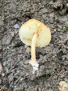 Bedla žlutolupenná - Lepiota xanthophylla P.D. Orton