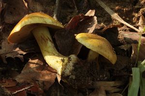 Pavučinec citronový - Cortinarius citrinus J. E. Lange ex P. D. Orton 1960