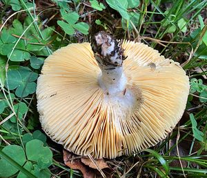 Holubinka celokrajná - Russula integra (L.) Fr.