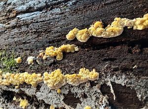 Outkovečka citronová  - Antrodiella citrinella Niemelä et Ryvarden