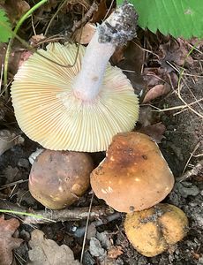 Holubinka hnědoolivová - Russula cicatricata Romagn. ex Bon