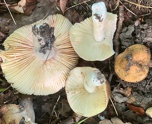 Holubinka hnědoolivová - Russula cicatricata Romagn. ex Bon