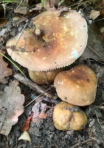 Holubinka hnědoolivová - Russula cicatricata Romagn. ex Bon