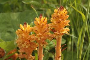 Záraza devětsilová (Orobanche flava F.W.Schultz)