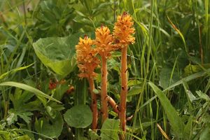Záraza devětsilová (Orobanche flava F.W.Schultz)